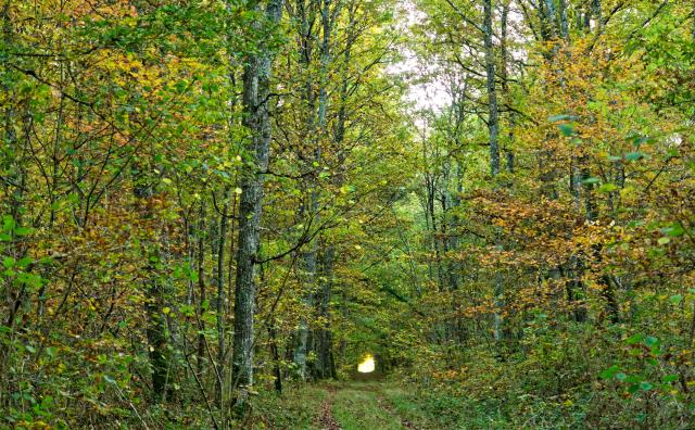 Une allée dans le bois des Épinières